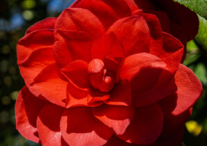 Camellia Japonica 'Volcano'